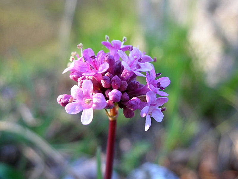 Valeriana tuberosa